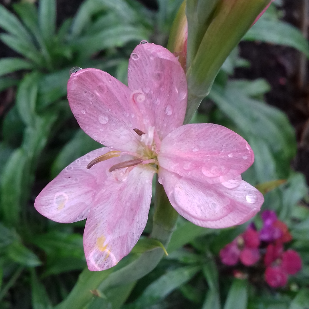 Hesperantha coccinea Mollie Gould syn. Schizostylis coccinea Mollie Gould in the GardenTags plant encyclopedia Crimson Flag Lily Mollie Gould in the GardenTags plant encyclopedia