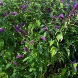 Butterfly Bush Fascinating in the GardenTags plant encyclopedia