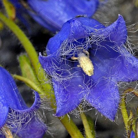 Campanula barbata in the GardenTags plant encyclopedia Bearded Bellflower in the GardenTags plant encyclopedia