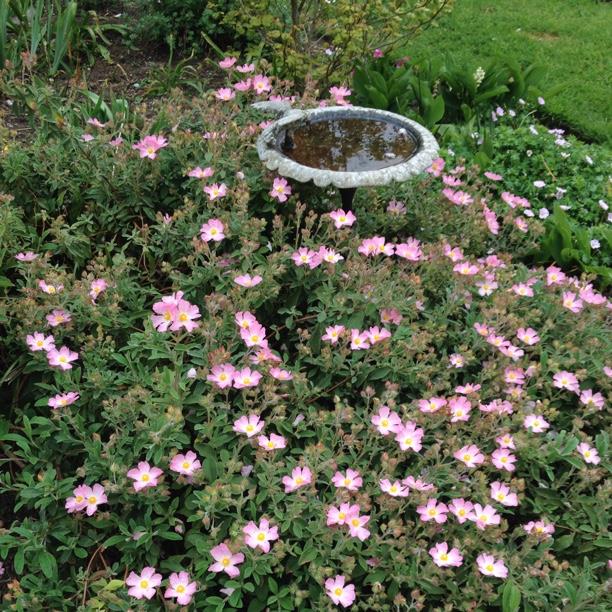 Cistus Candy Stripe in the GardenTags plant encyclopedia Cistus Candy Stripe in the GardenTags plant encyclopedia