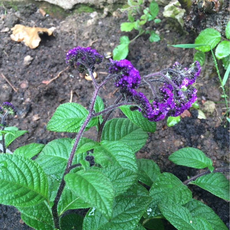 Heliotropium arborescens Butterfly Kisses in the GardenTags plant encyclopedia Cherry Pie Plant Butterfly Kisses in the GardenTags plant encyclopedia