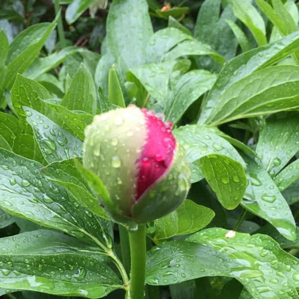 Peony in the GardenTags plant encyclopedia