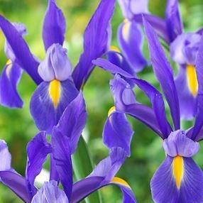 Dutch Iris Sapphire Beauty in the GardenTags plant encyclopedia