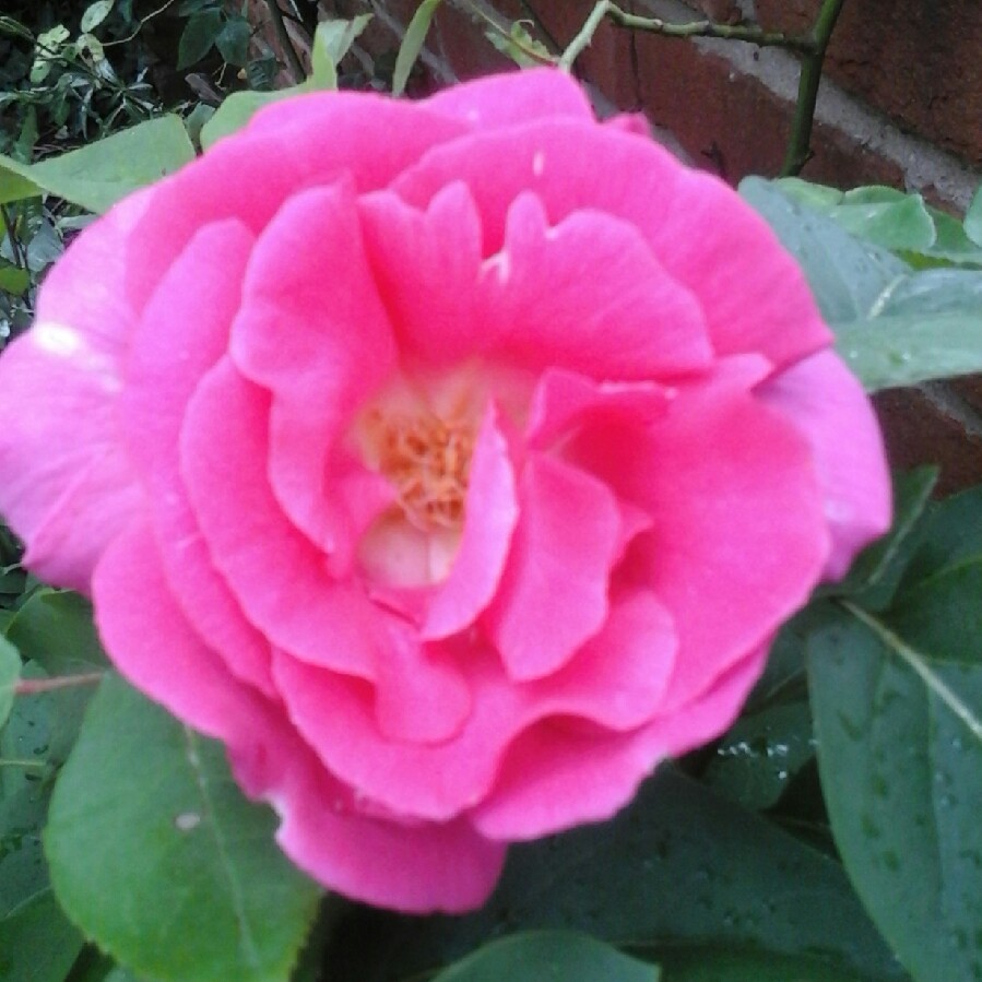 Rosa Wendy Cussons syn. Rosa Dr. Schiwago in the GardenTags plant encyclopedia Rose Wendy Cussons (Hybrid Tea) in the GardenTags plant encyclopedia
