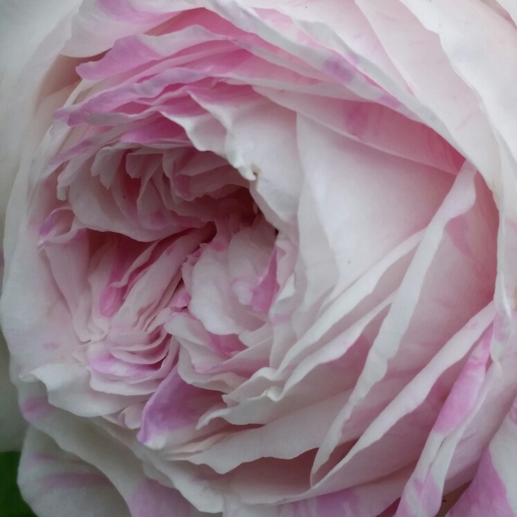 Rosa Village Maid in the GardenTags plant encyclopedia Rose Village Maid in the GardenTags plant encyclopedia