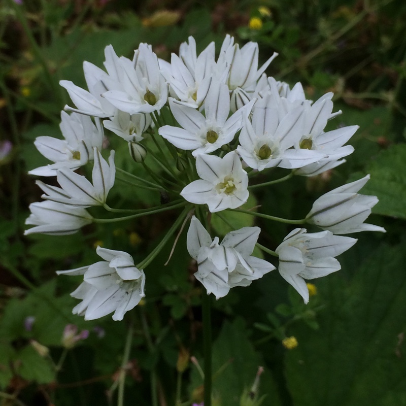 Triteleia hyacinthina in the GardenTags plant encyclopedia White Brodiaea in the GardenTags plant encyclopedia
