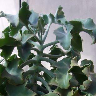 Kalanchoe Beharensis in the GardenTags plant encyclopedia