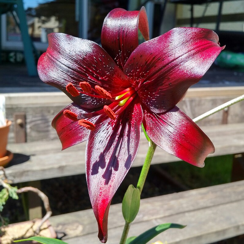 Lilium Night Flyer in the GardenTags plant encyclopedia Lily Night Flyer (Asiatic) in the GardenTags plant encyclopedia