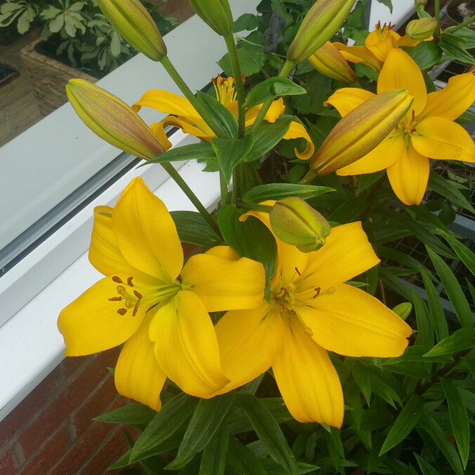 Lilium Nashville in the GardenTags plant encyclopedia Lily Nashville (Other) in the GardenTags plant encyclopedia