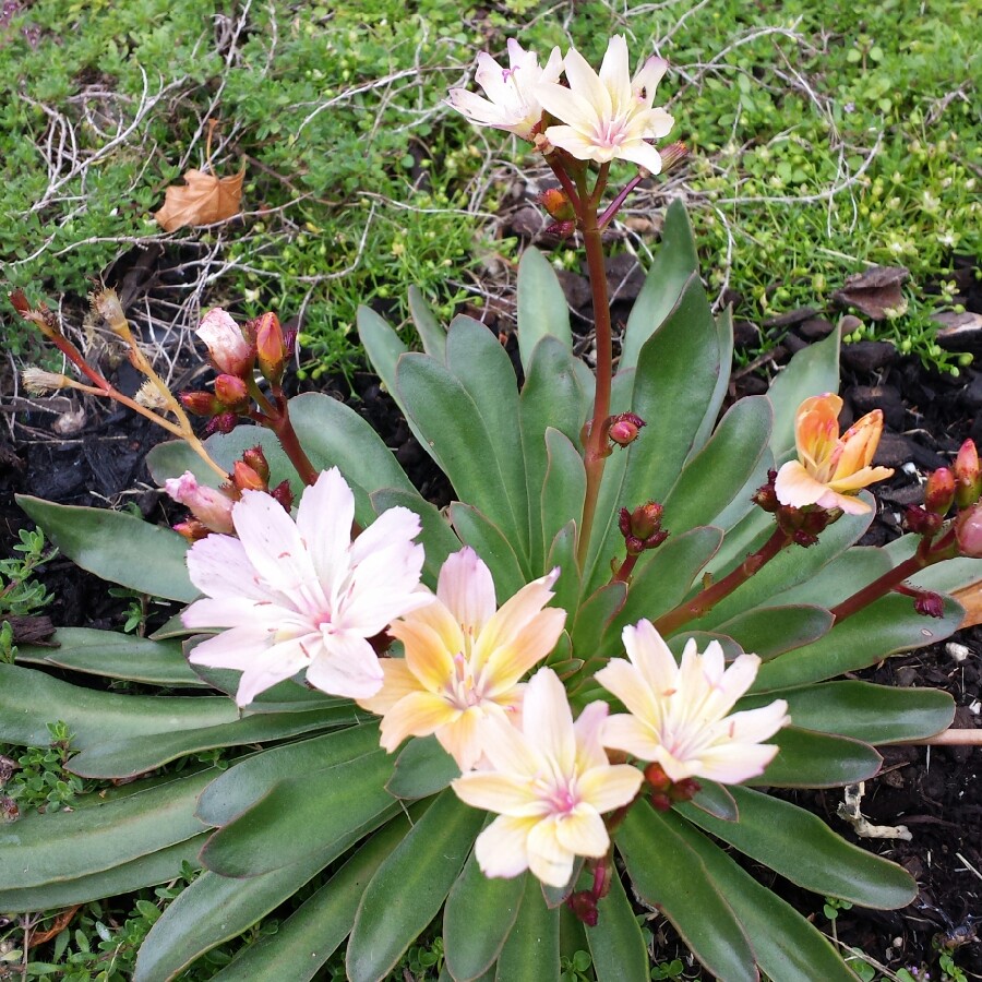 Lewisia Little Peach (Little Series) in the GardenTags plant encyclopedia Lewisia Little Peach in the GardenTags plant encyclopedia