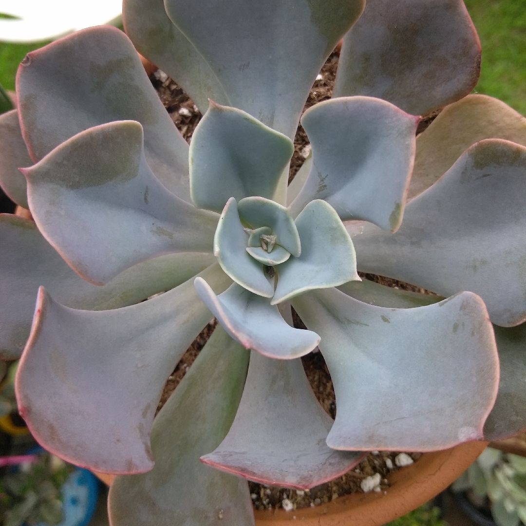 Echeveria Dusty Rose in the GardenTags plant encyclopedia