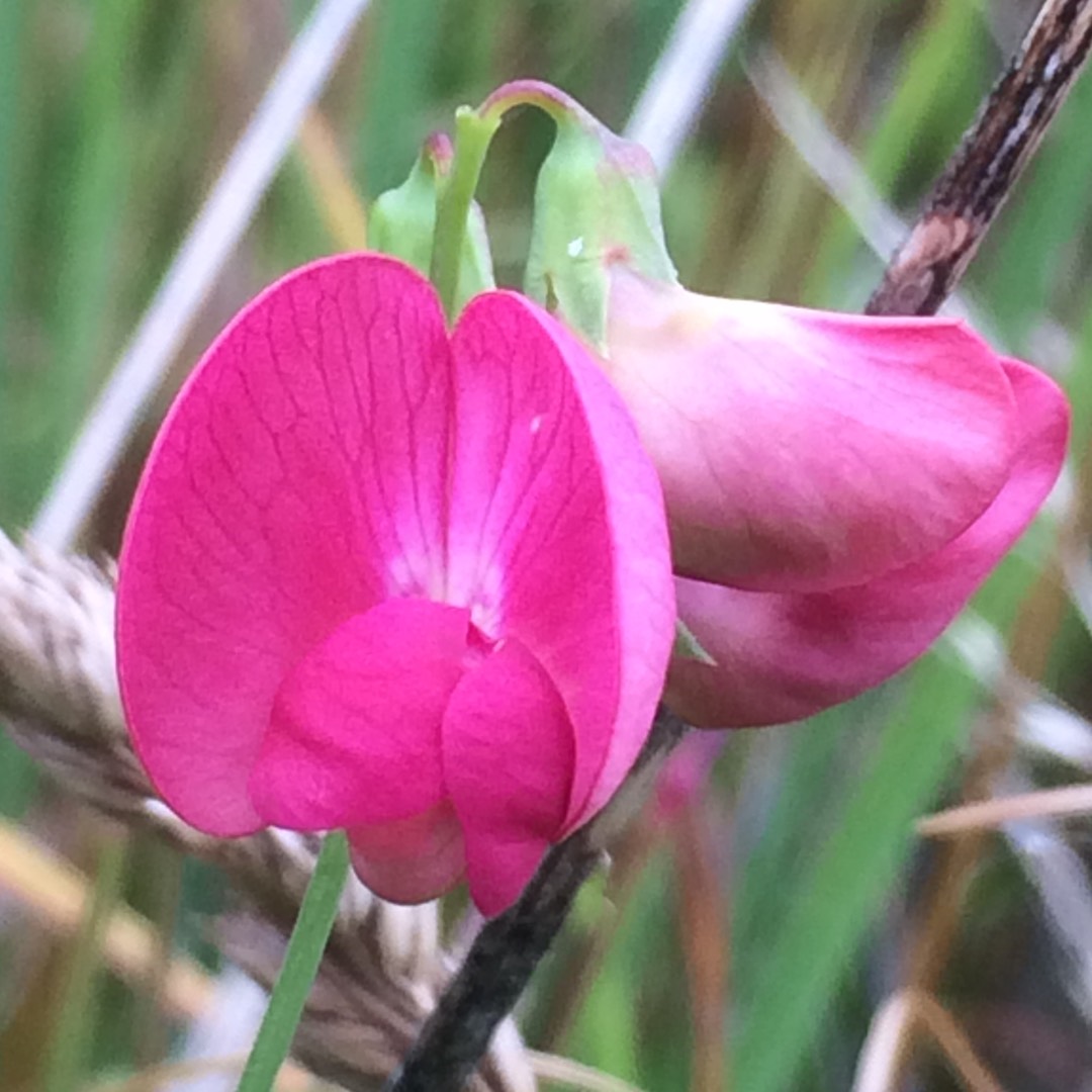 Lathyrus Tuberosus in the GardenTags plant encyclopedia Grass Vetchling in the GardenTags plant encyclopedia