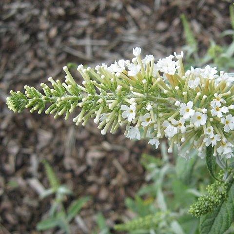 Buddleja davidii White Ball in the GardenTags plant encyclopedia Butterfly Bush White Ball in the GardenTags plant encyclopedia
