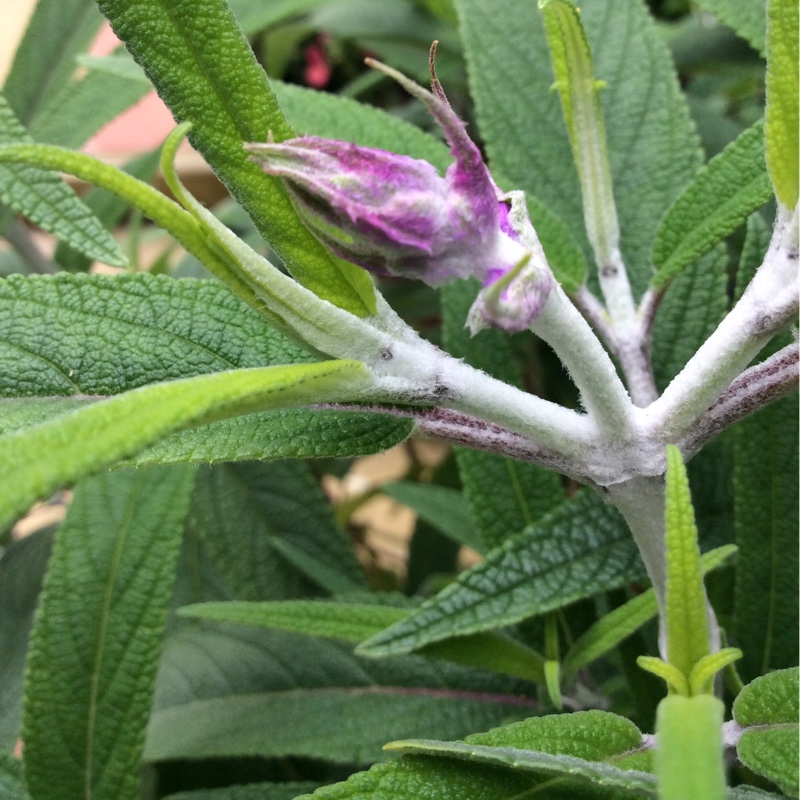 Salvia leucantha Midnight syn. Salvia leucantha Purple Velvet, Salvia leucantha All Purple in the GardenTags plant encyclopedia Mexican Bush Sage Midnight in the GardenTags plant encyclopedia