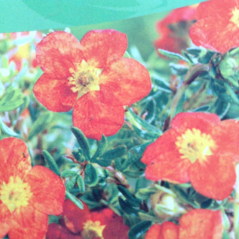 Potentilla fruticosa Red Joker in the GardenTags plant encyclopedia Shrubby cinquefoil Red Joker in the GardenTags plant encyclopedia