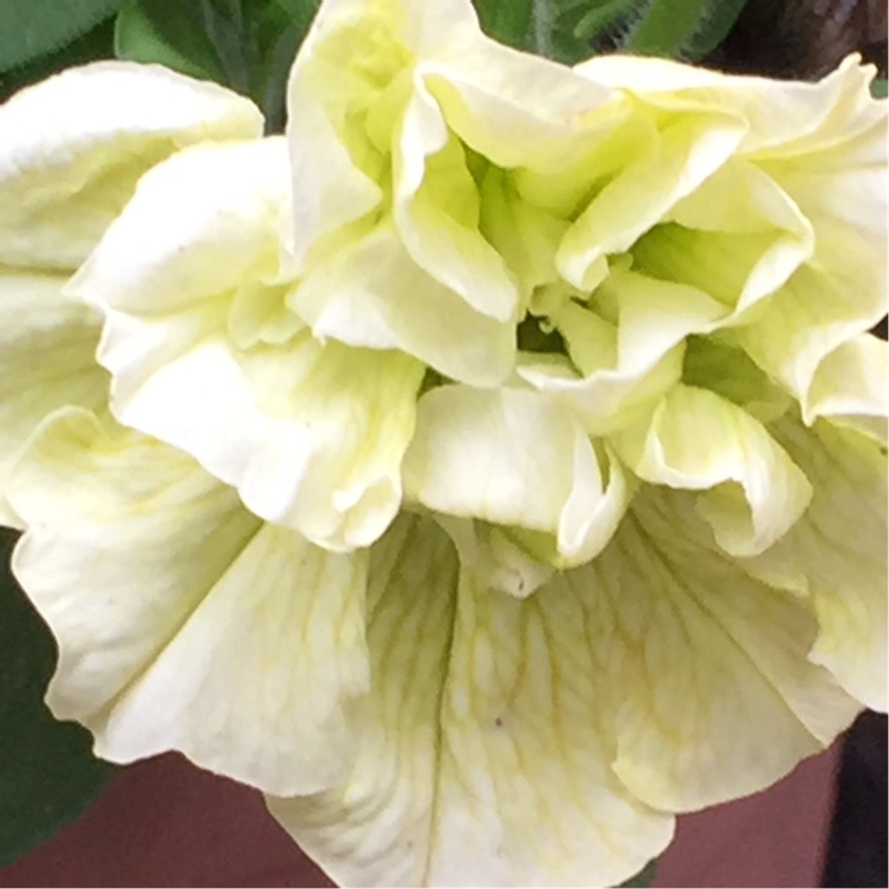 Petunia Susanna in the GardenTags plant encyclopedia Trailing Petunia Susanna in the GardenTags plant encyclopedia