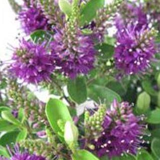 Hebe Zenia syn. Hebe Hebedonna Diana in the GardenTags plant encyclopedia Shrubby Veronica Hebedonna Diana in the GardenTags plant encyclopedia
