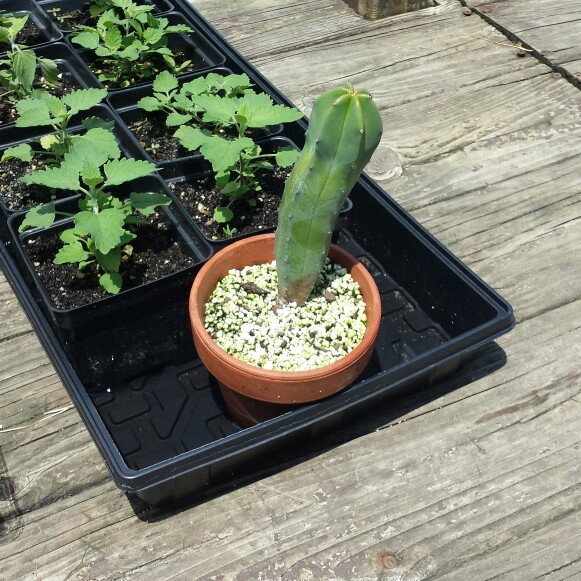 Myrtillocactus geometrizans in the GardenTags plant encyclopedia Blue Candle Cactus in the GardenTags plant encyclopedia