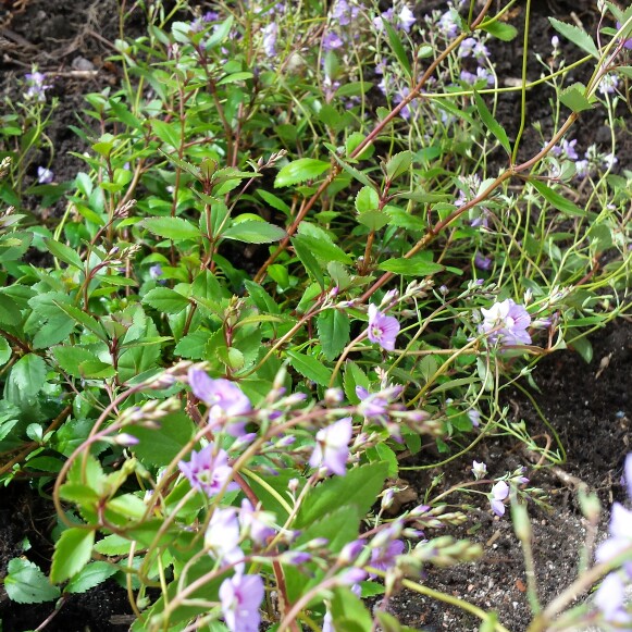 Parahebe Porlock in the GardenTags plant encyclopedia Parahebe Porlock in the GardenTags plant encyclopedia