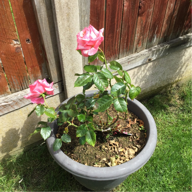 Rosa Silver Jubilee in the GardenTags plant encyclopedia Hybrid Tea Rose Silver Jubilee in the GardenTags plant encyclopedia