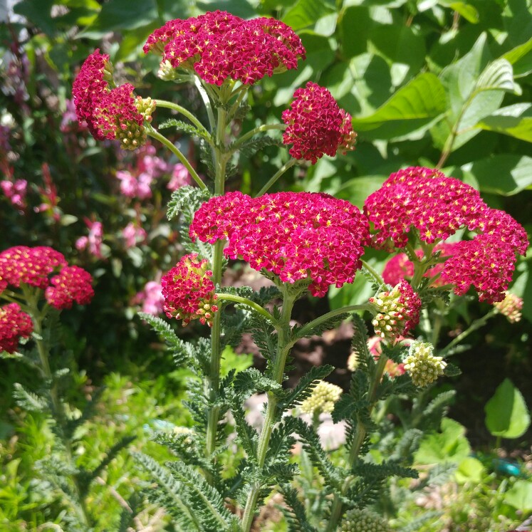 Achillea millefolium Strawberry Seduction in the GardenTags plant encyclopedia Yarrow Strawberry Seduction in the GardenTags plant encyclopedia