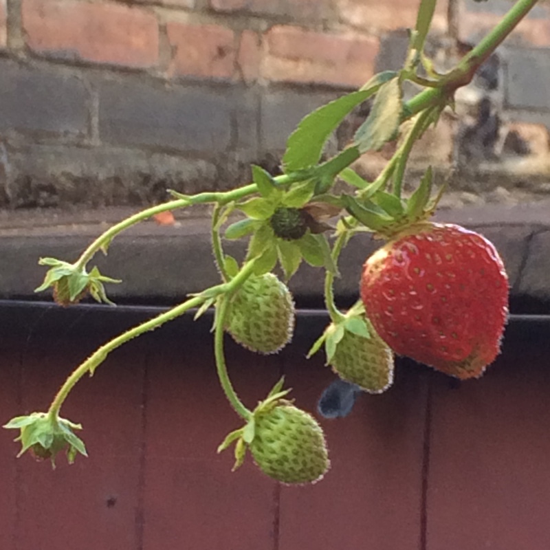 Fragaria x ananassa Symphony in the GardenTags plant encyclopedia Strawberry Symphony in the GardenTags plant encyclopedia