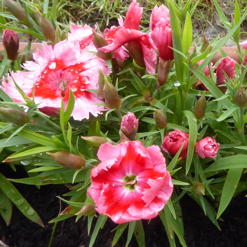 Dianthus diantica Strawberry Cream in the GardenTags plant encyclopedia Pink Strawberry Cream in the GardenTags plant encyclopedia