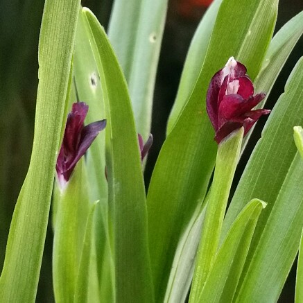 Roscoea scillifolia Blackbird in the GardenTags plant encyclopedia Roscoea Blackbird in the GardenTags plant encyclopedia