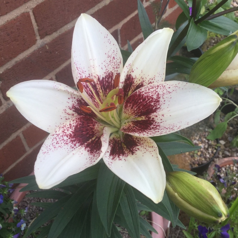 Lilium White Pixels in the GardenTags plant encyclopedia Lily White Pixels (Asiatic) in the GardenTags plant encyclopedia