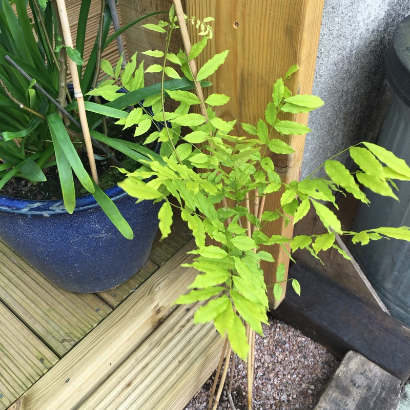 Chinese Wisteria Prolific in the GardenTags plant encyclopedia