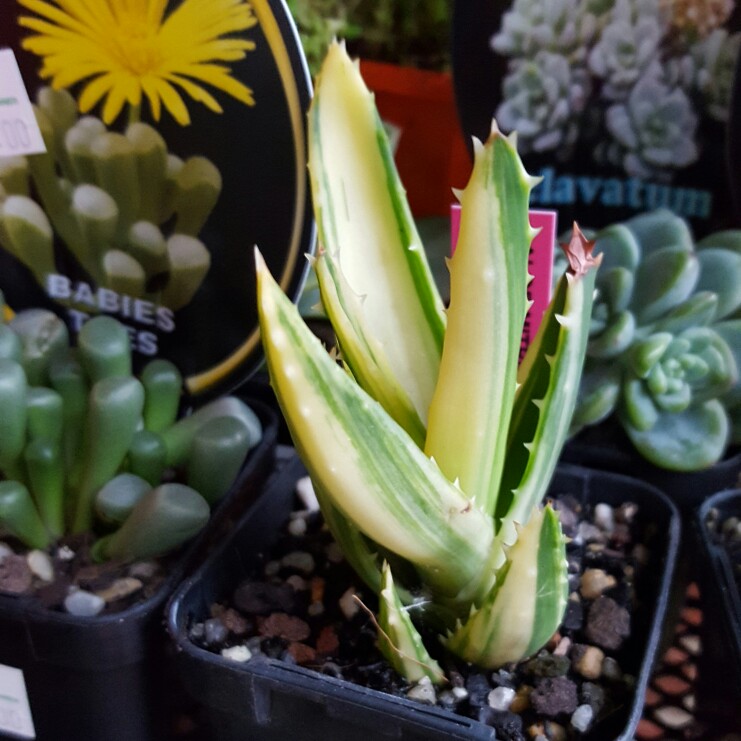 Aloe Mitriformis in the GardenTags plant encyclopedia Gold-toothed Aloe in the GardenTags plant encyclopedia
