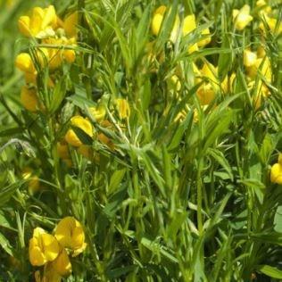Lathyrus pratensis in the GardenTags plant encyclopedia Meadow Vetchling in the GardenTags plant encyclopedia