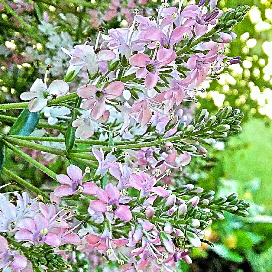 Hebe Carl Teschner in the GardenTags plant encyclopedia Shrubby Veronica Carl Teschner in the GardenTags plant encyclopedia