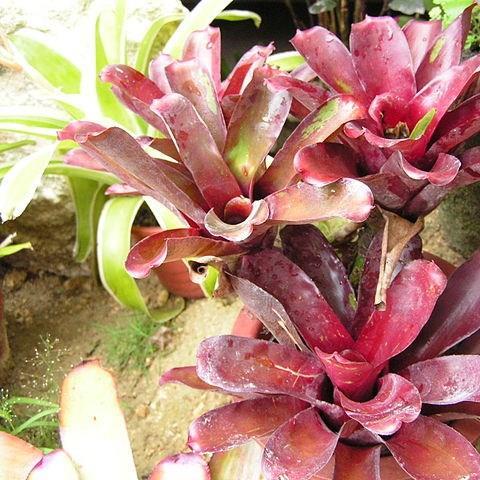 Various in the GardenTags plant encyclopedia Bromeliad in the GardenTags plant encyclopedia