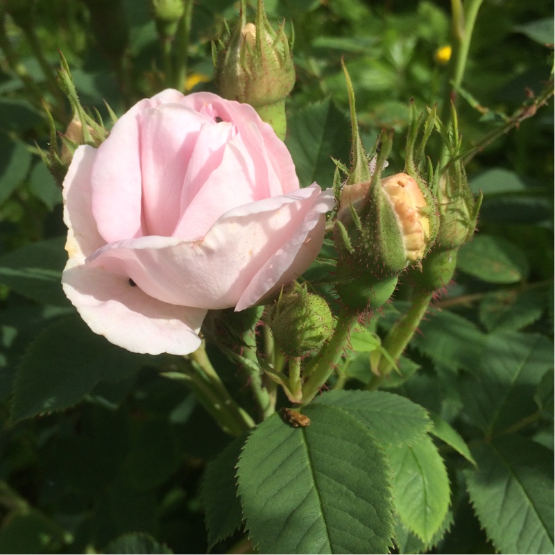 Rosa Maidens Blush in the GardenTags plant encyclopedia Old Rose Maidens Blush in the GardenTags plant encyclopedia