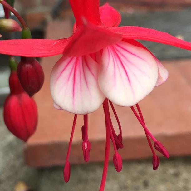 Fuchsia Madame Cornelissen in the GardenTags plant encyclopedia Fuchsia Madame Cornelissen in the GardenTags plant encyclopedia