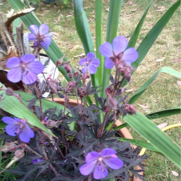 Geranium pratense (Victor Reiter Group) Nodbeauty syn. Geranium pratense Black Beauty in the GardenTags plant encyclopedia Meadow Cranesbill Black Beauty in the GardenTags plant encyclopedia