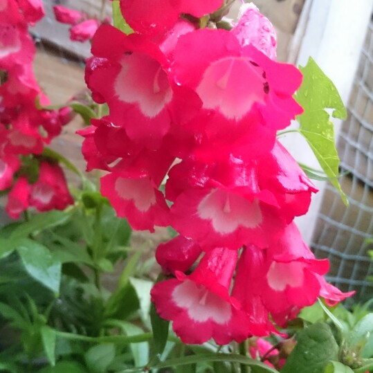 Penstemon Pensham Amelia Jane in the GardenTags plant encyclopedia Beardtongue Pensham Amelia Jane in the GardenTags plant encyclopedia