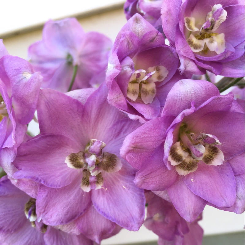 Delphinium millenium Pink Punch in the GardenTags plant encyclopedia Delphinium Pink Punch in the GardenTags plant encyclopedia