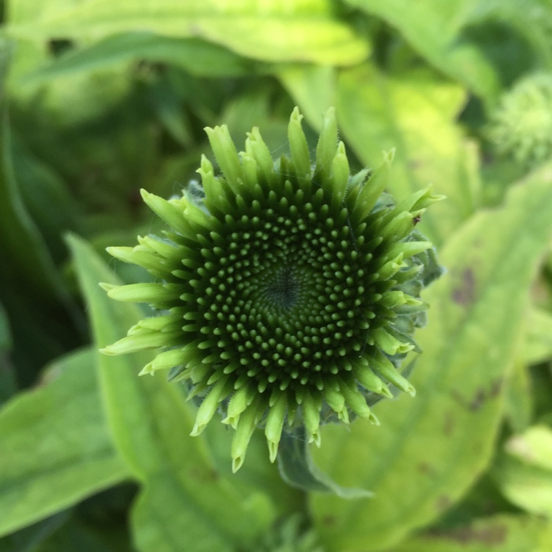 Echinacea purpurea Green Jewel syn. Echinacea Green Jewel in the GardenTags plant encyclopedia Coneflower Green Jewel in the GardenTags plant encyclopedia