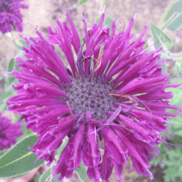 Monarda Didyma Purple Rooster in the GardenTags plant encyclopedia Bergamot Purple Rooster in the GardenTags plant encyclopedia