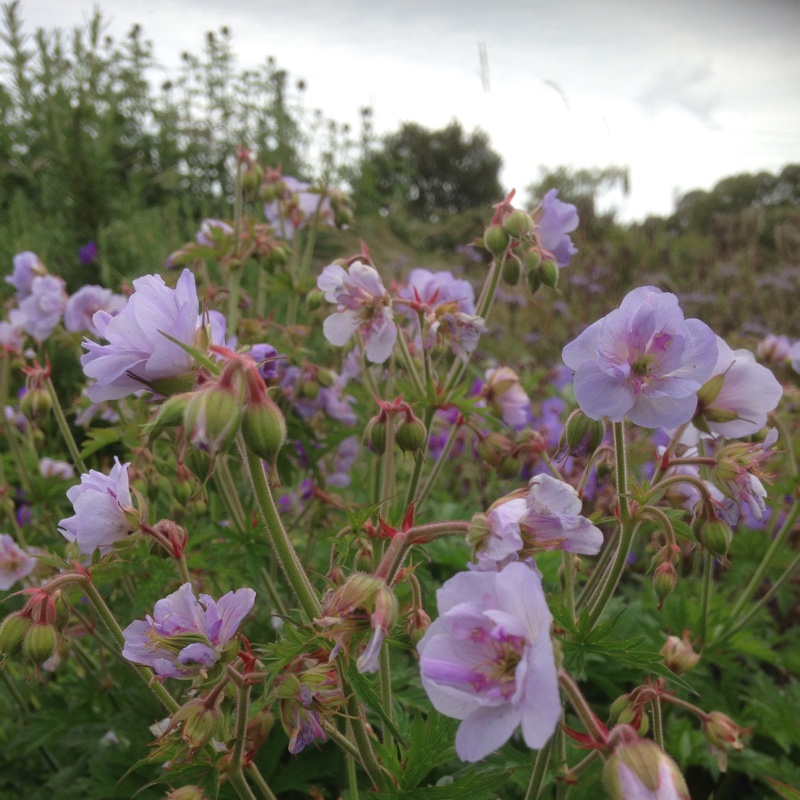 Geranium pratense Else Lacey in the GardenTags plant encyclopedia Meadow Cranesbill Else Lacey in the GardenTags plant encyclopedia