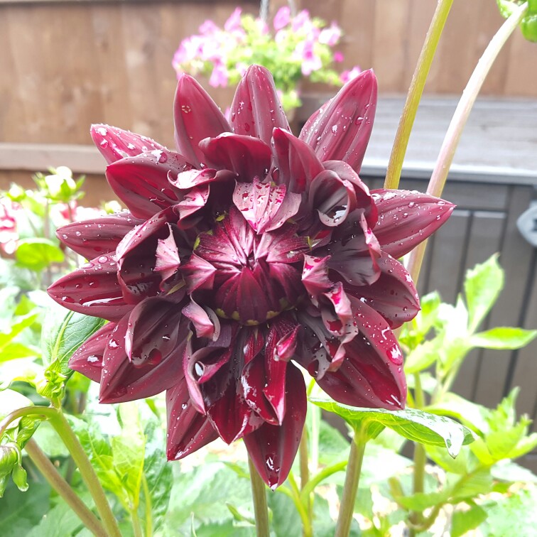 Dahlia Sam Hopkins in the GardenTags plant encyclopedia Dahlia Sam Hopkins in the GardenTags plant encyclopedia