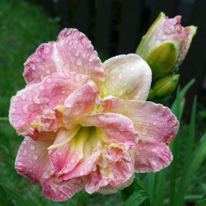 Daylily Lacy Doily in the GardenTags plant encyclopedia