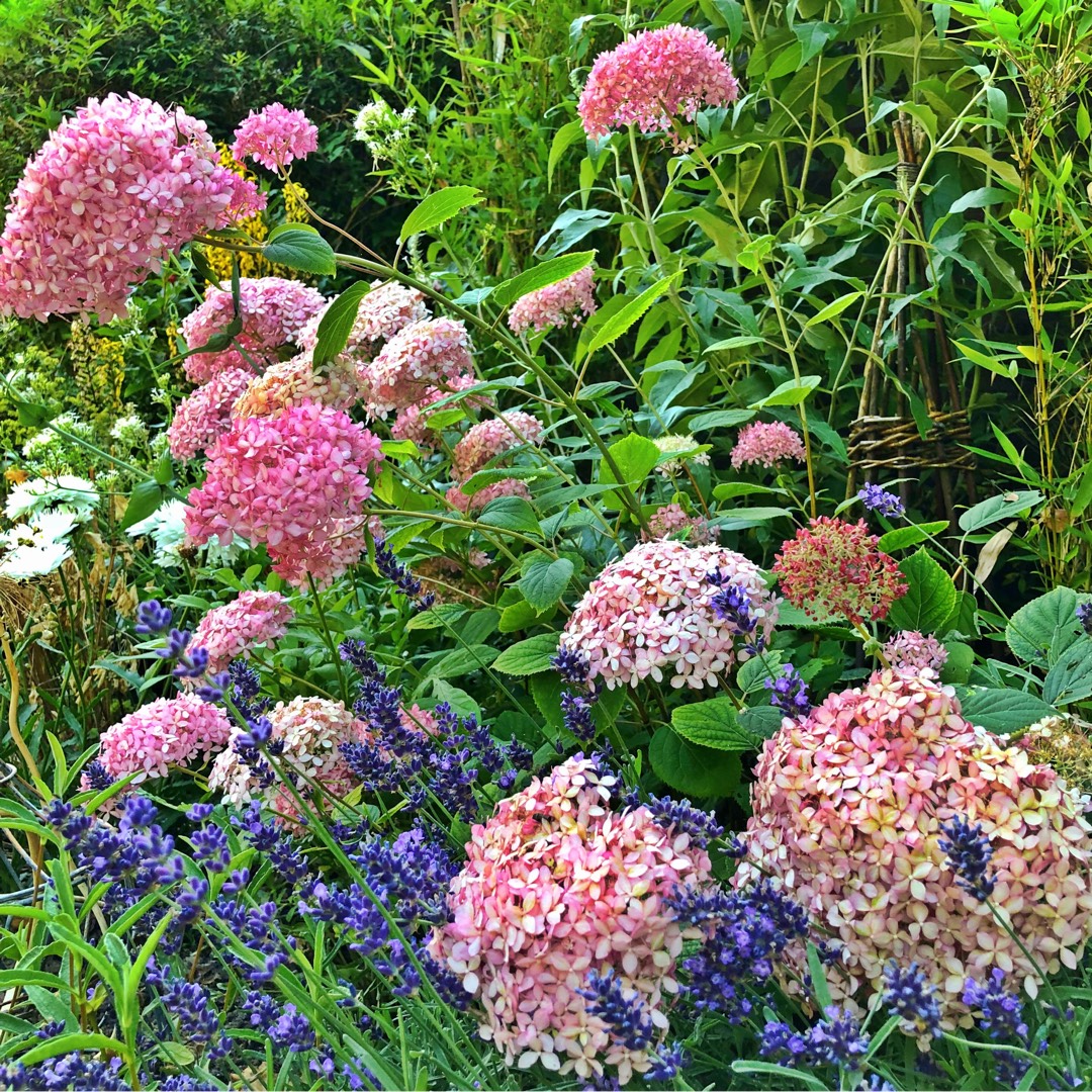 Hydrangea arborescens Invincibelle Spirit in the GardenTags plant encyclopedia Hydrangea Invincibelle Spirit in the GardenTags plant encyclopedia