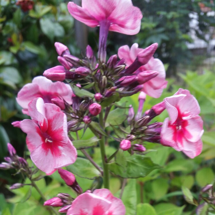 Phlox paniculata Stars And Stripes in the GardenTags plant encyclopedia Phlox Stars And Stripes in the GardenTags plant encyclopedia