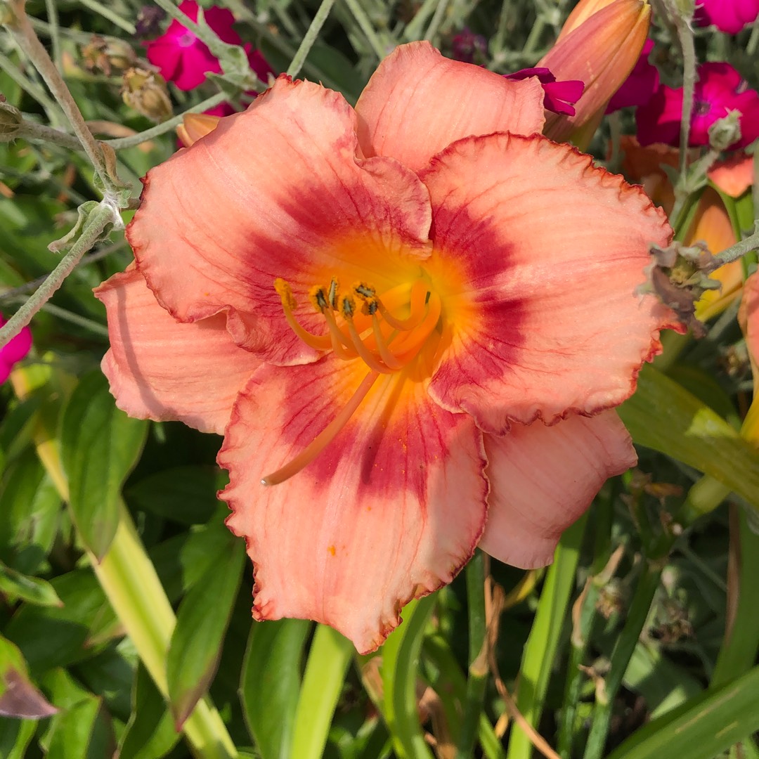 Daylily Strawberry Candy in the GardenTags plant encyclopedia