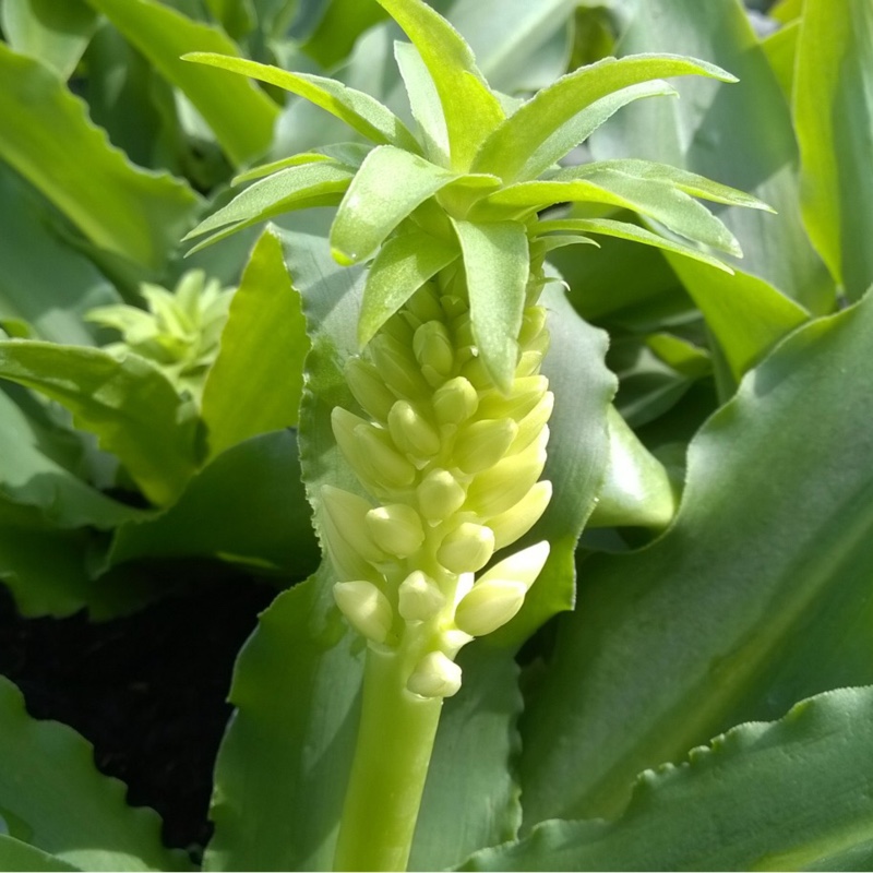 Eucomis Gsalkele (Aloha Lily Series) syn. Eucomis Maui in the GardenTags plant encyclopedia Pineapple Lily Maui in the GardenTags plant encyclopedia