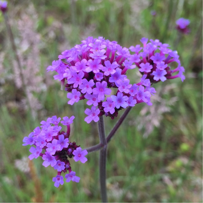 Verbena bonariensis in the GardenTags plant encyclopedia Purple Top Vervain in the GardenTags plant encyclopedia