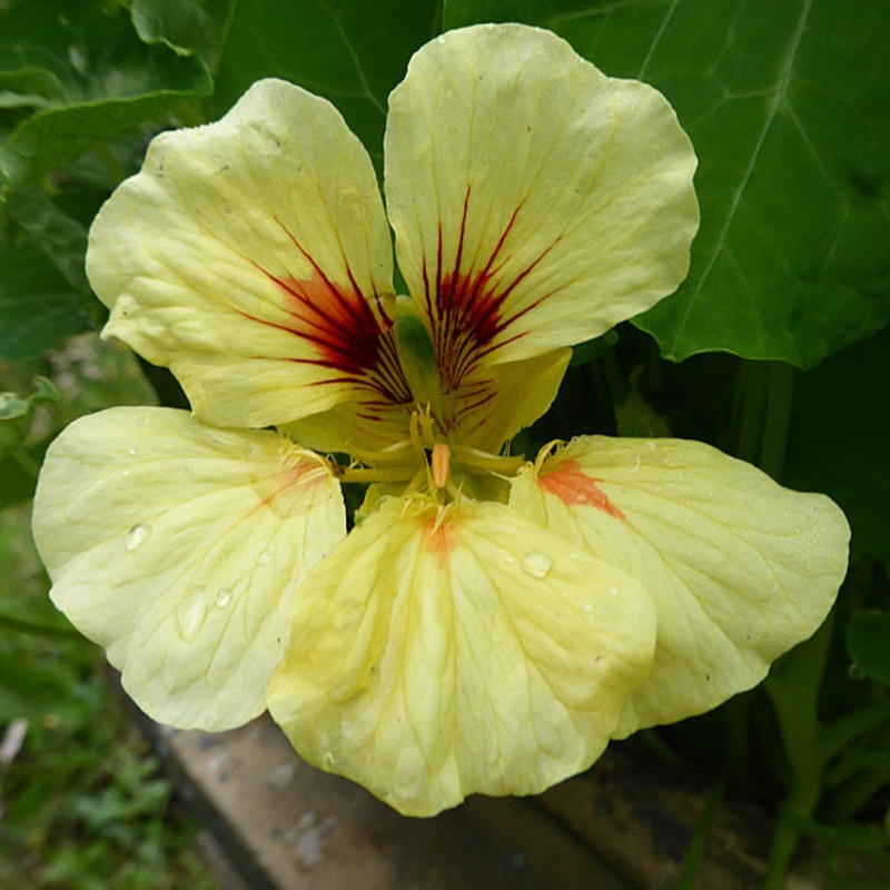 Tropaeolum majus Peach Melba in the GardenTags plant encyclopedia Nasturtium Peach Melba in the GardenTags plant encyclopedia